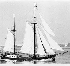 albatros